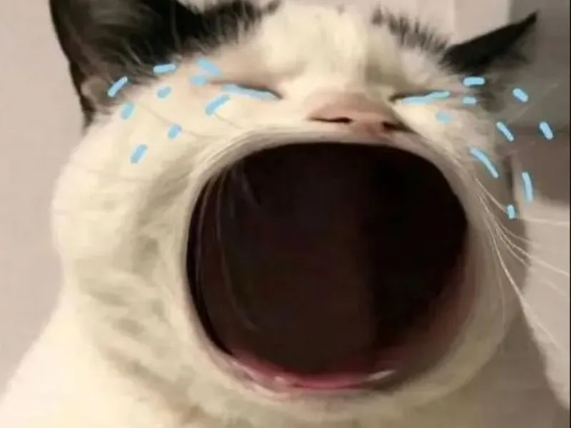 Top 100+ Hình ảnh cat crying meme mang biểu cảm buồn bã