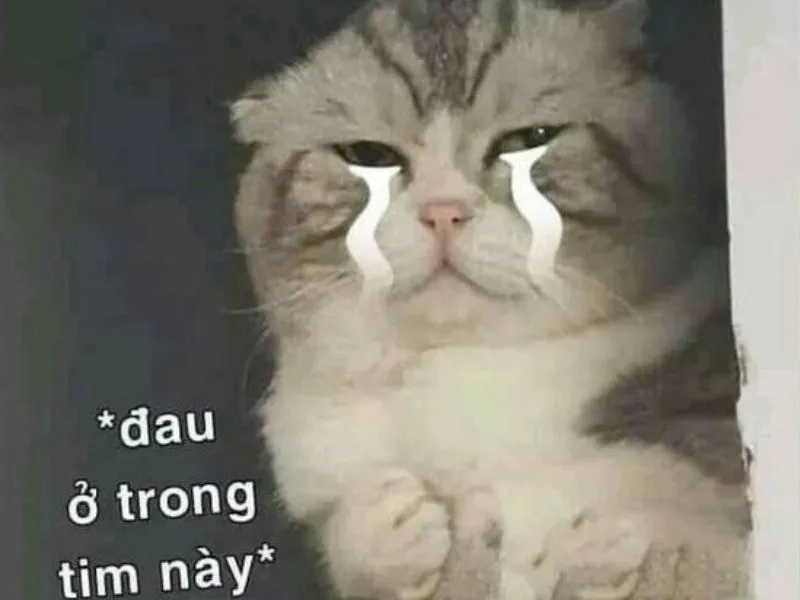 Top 100+ Hình ảnh cat crying meme mang biểu cảm buồn bã