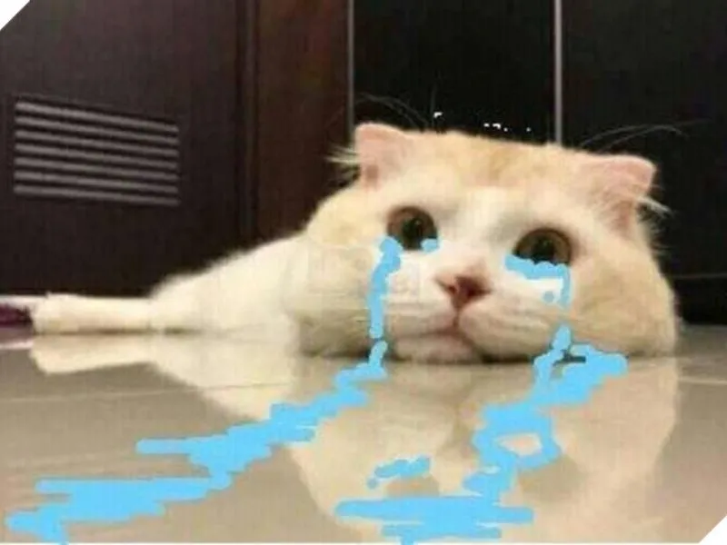 Top 100+ Hình ảnh cat crying meme mang biểu cảm buồn bã