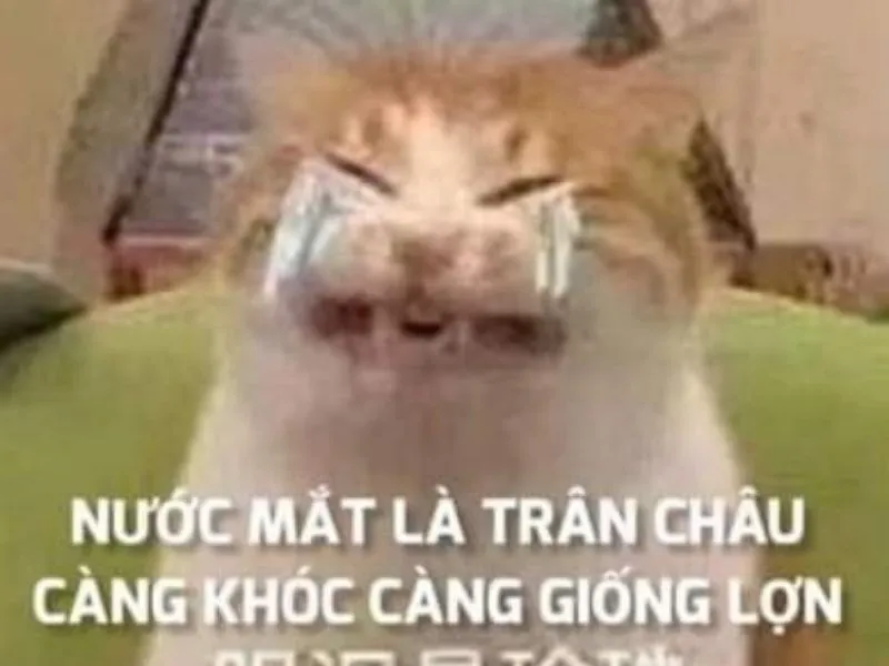 Top 100+ Hình ảnh cat crying meme mang biểu cảm buồn bã