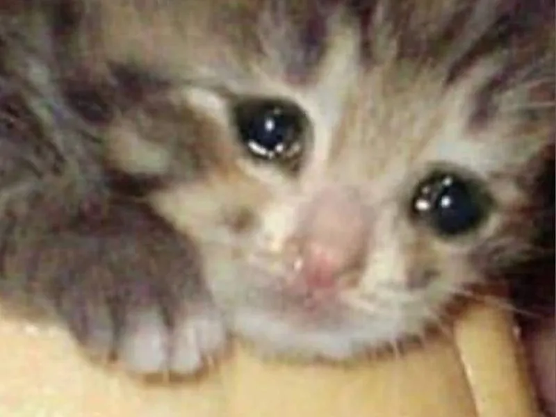 Top 100+ Hình ảnh cat crying meme mang biểu cảm buồn bã