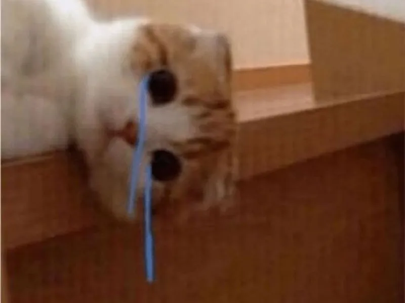 Top 100+ Hình ảnh cat crying meme mang biểu cảm buồn bã