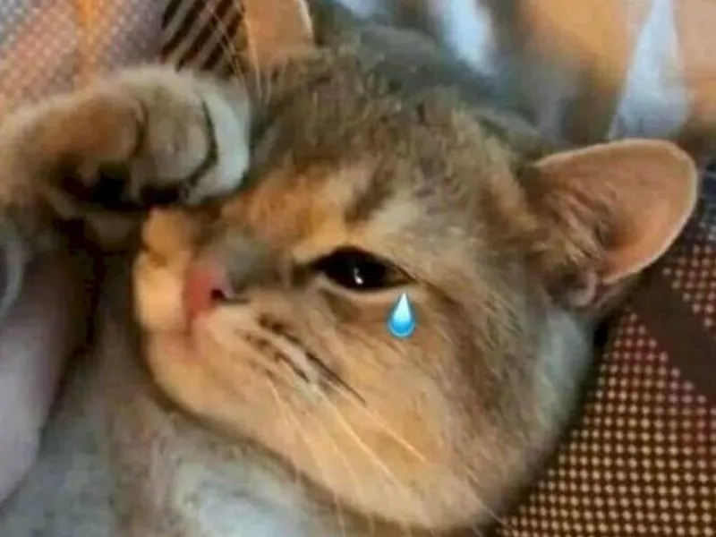 Top 100+ Hình ảnh cat crying meme mang biểu cảm buồn bã