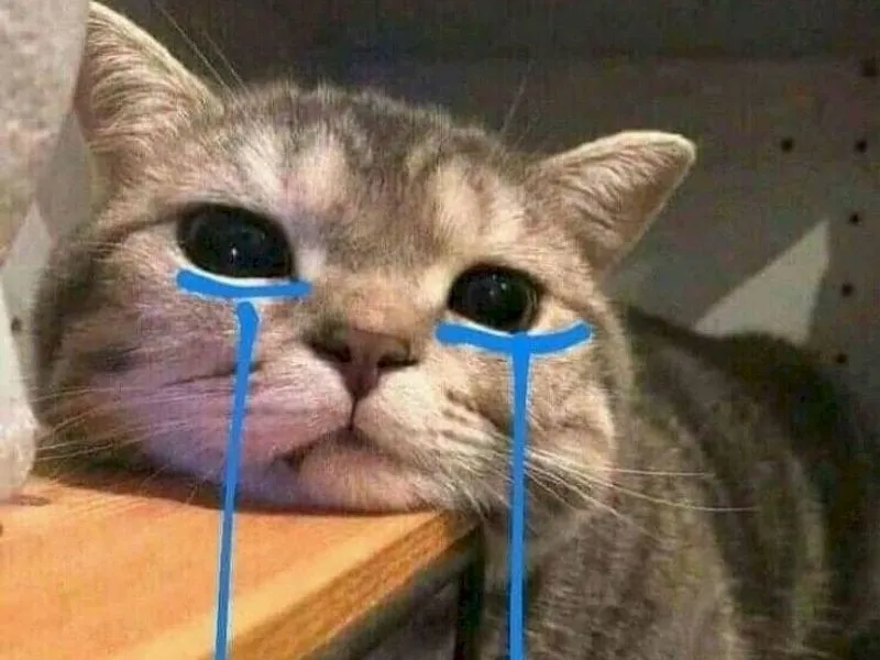 Top 100+ Hình ảnh cat crying meme mang biểu cảm buồn bã