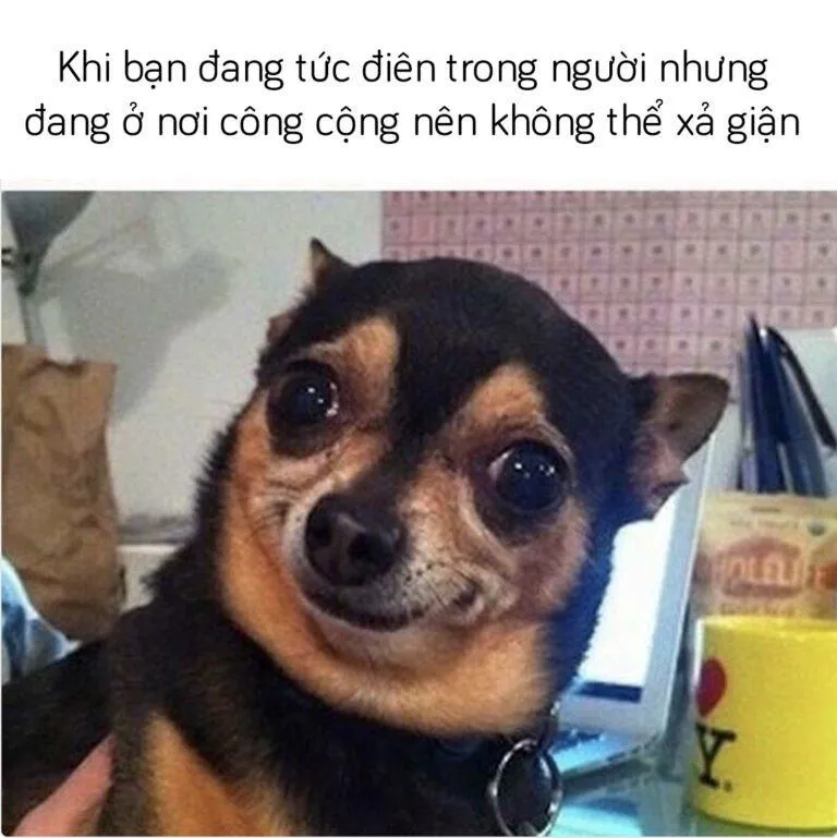 Top 100+ hình meme hài hước cute siêu hấp dẫn mới nhất