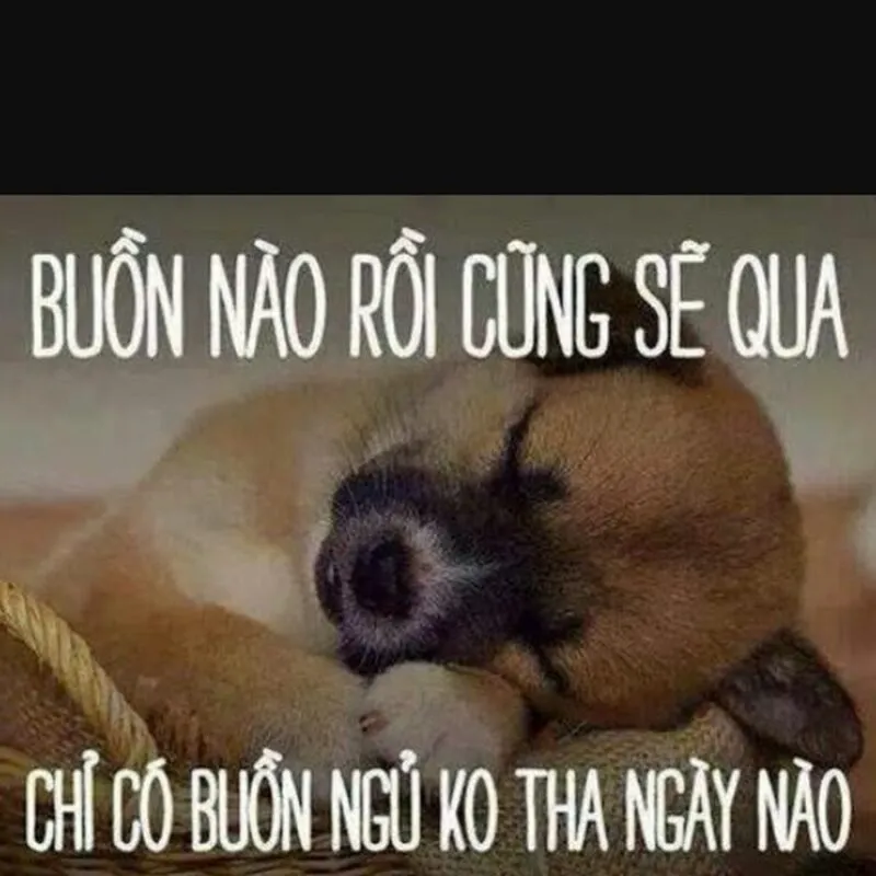 Top 100+ hình meme hài hước cute siêu hấp dẫn mới nhất