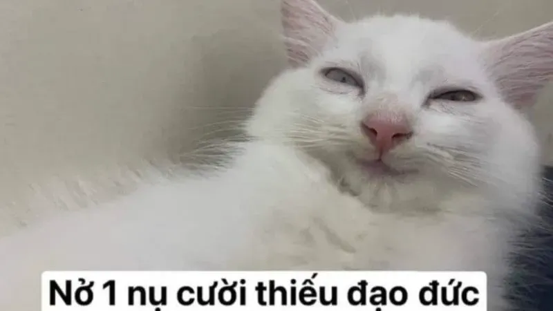 Top 20+ ảnh meme hài hước chế từ những tình huống đời thường