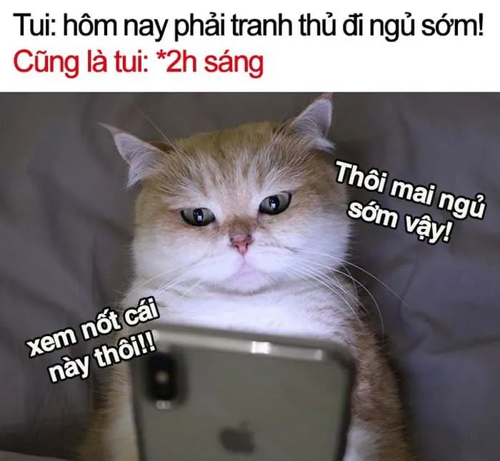 Top 50+ ảnh meme đi ngủ hài hước nhất khiến bạn cười sảng khoái