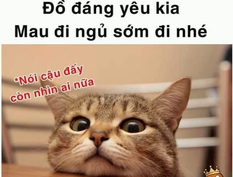 Top 50+ ảnh meme đi ngủ hài hước nhất khiến bạn cười sảng khoái