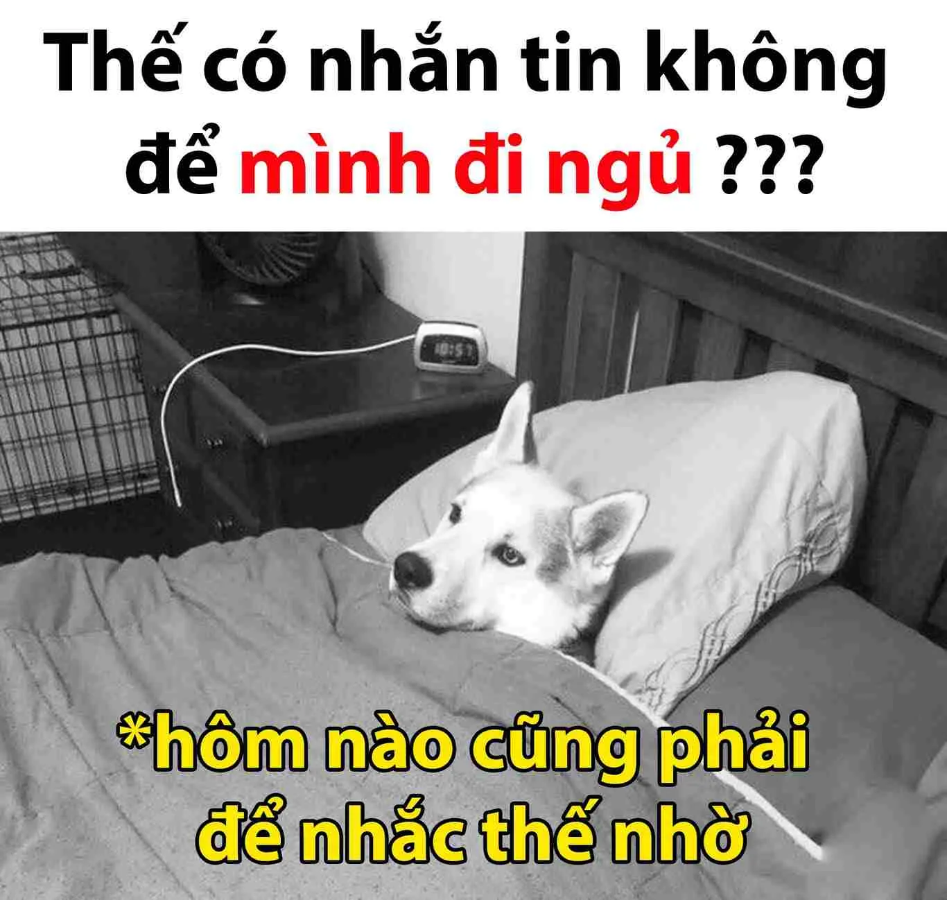 Top 50+ ảnh meme đi ngủ hài hước nhất khiến bạn cười sảng khoái