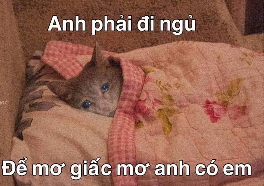 Top 50+ ảnh meme đi ngủ hài hước nhất khiến bạn cười sảng khoái