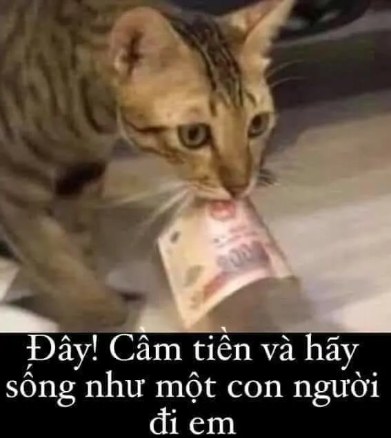 Top 50+ Ảnh meme về tiền. Chế dở khóc dở cười đầy hài hước