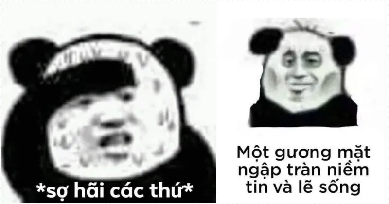 Top 99+ ảnh meme gấu trúc “bựa nhức nách” hài hước nhất