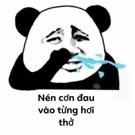 Top 99+ ảnh meme gấu trúc “bựa nhức nách” hài hước nhất