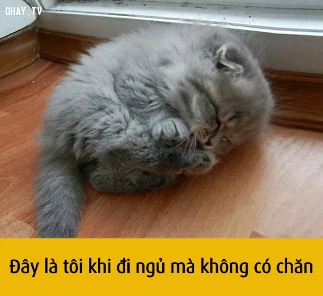 Top 99+ ảnh meme suy nghĩ nét đẹp của sự ngớ ngẩn trên internet