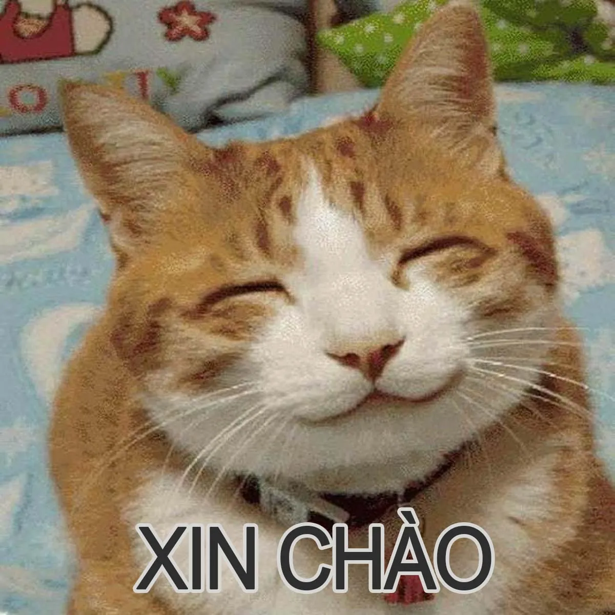 Top ảnh meme chào viral nhất mạng xã hội làm mới cách chào hỏi của bạn