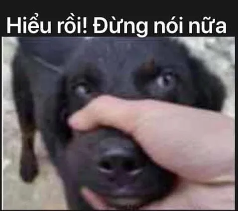 Top ảnh meme chó hài hước chế từ những tình huống đời thường