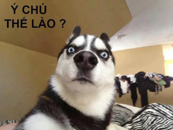 Top ảnh meme chó hài hước chế từ những tình huống đời thường