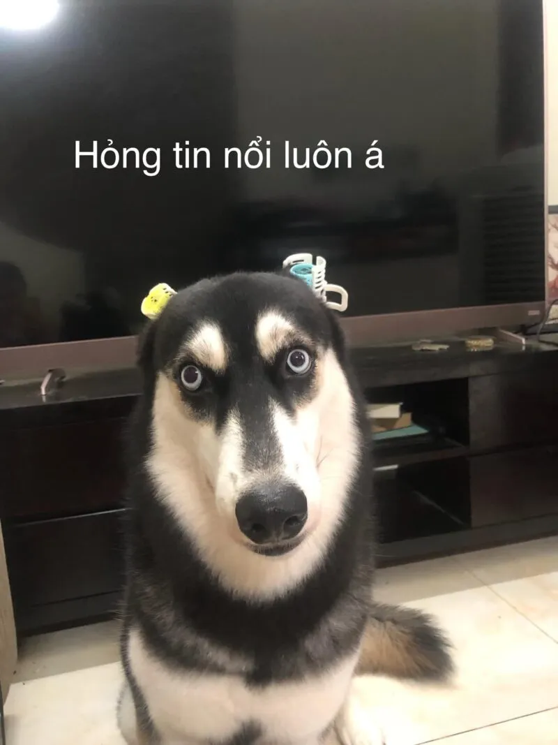 Top ảnh meme chó hài hước chế từ những tình huống đời thường