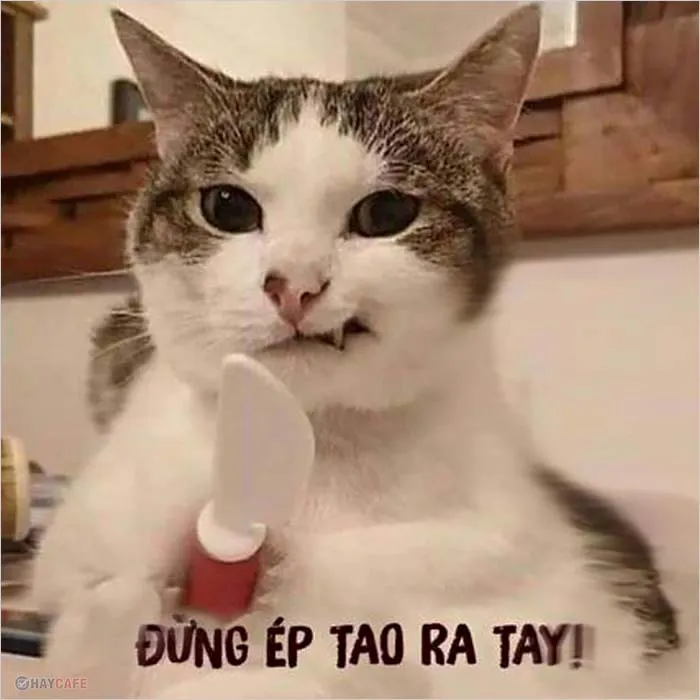 Top ảnh meme chó hài hước chế từ những tình huống đời thường