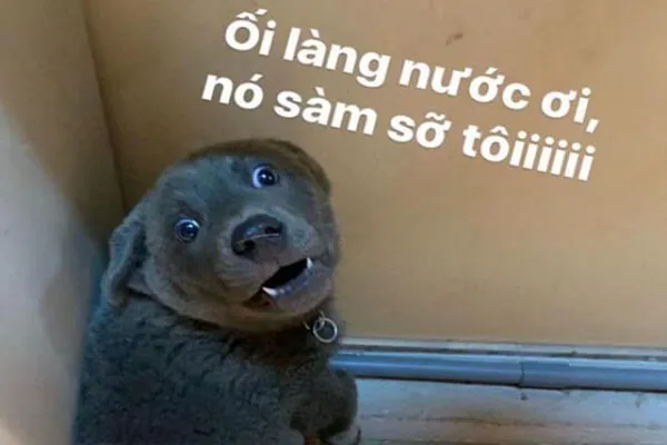 Top ảnh meme chó hài hước chế từ những tình huống đời thường