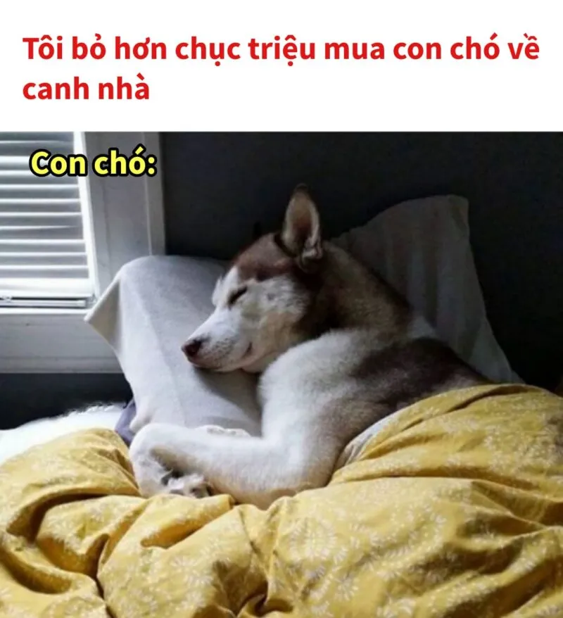 Top ảnh meme chó hài hước chế từ những tình huống đời thường