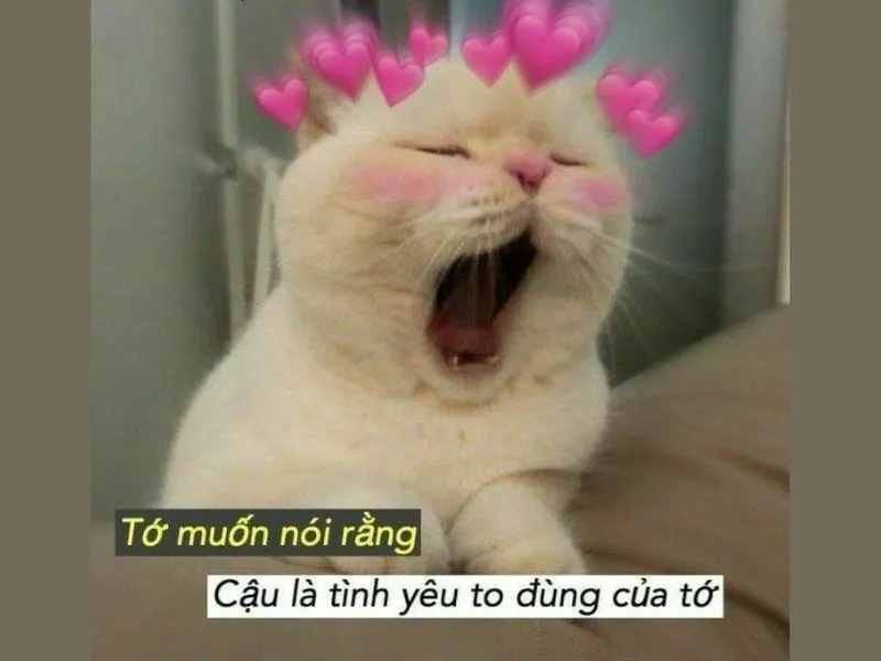 Vượt qua ngộ nghĩnh với bộ ảnh meme an ủi hài hước nhất